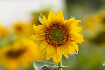Young sunflower flower close up, soft focus