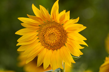 Young sunflower flower close up, soft focus