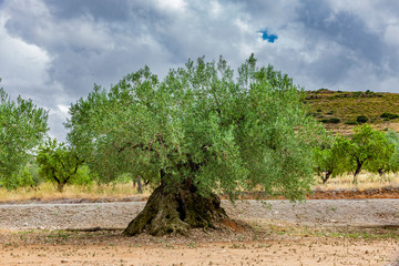 Fototapeta premium Alter Olivenbaum in einem Hain in Spanien