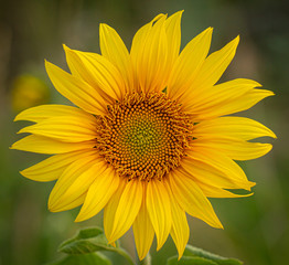Obraz premium Young sunflower flower close up, soft focus
