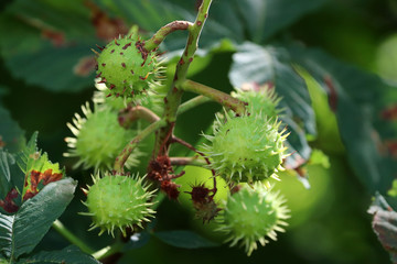 Gros plan sur le marronnier