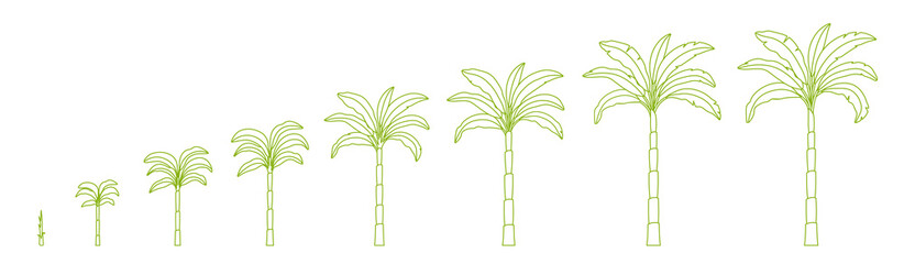 Set growth stages of palm tree. Growing plants. Period progression life cycle animation. Outline contour line vector.