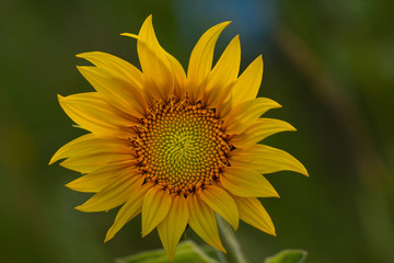 Obraz premium Young sunflower flower close up, soft focus