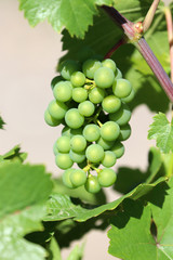 Gros plan sur le raisin blanc