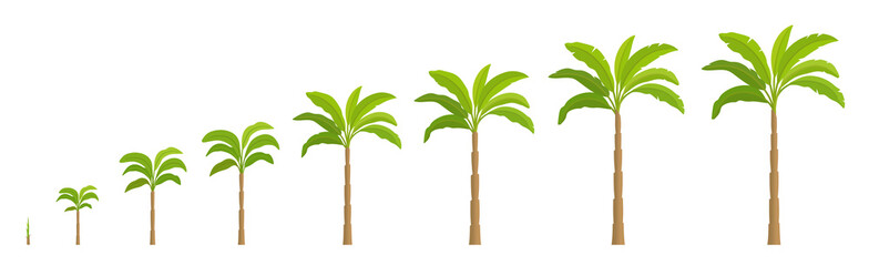 Set growth stages of palm tree. Vector Illustration growing plants. Period progression life cycle animation.