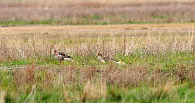 Greylag geese family. Parents protecting their youngs in the wetlands of the Beka Nature Reserve