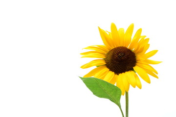 Obraz premium Sonnenblume - isoliert - freigestellt - Hintergrund weiß