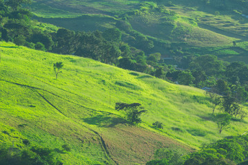 Green landscape during late afternoon hour showing trees shadows