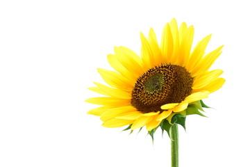 Sonnenblume vor weißen Hintergrund - isoliert und freigestellt