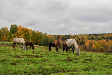 Fototapeta premium Horse