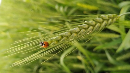 Obraz premium ladybug Beetle sitting on wheat ear in wheat field.