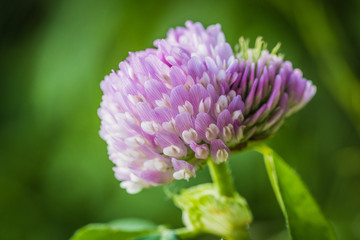 macro dettagliata di fiore ripreso sulle montagne delle dolomiti