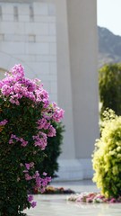 pink and white flowers by stone wall of custle
