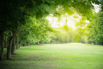 Nature of green park on blurred greenery background in garden using as background natural landscape, ecology, fresh wallpaper - obrazy, fototapety, plakaty