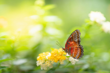 Nature of butterfly and flower in garden using as background butterflies day cover page or banner template brochure landing page wallpaper design