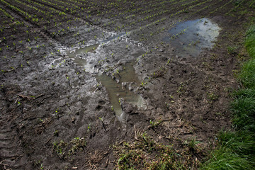 Top view of flooded agricultural field