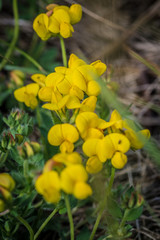 macro dettagliata di fiore ripreso sulle montagne delle dolomiti