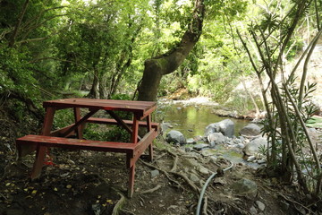 Fototapeta premium empty bench by the stream and next to the tree