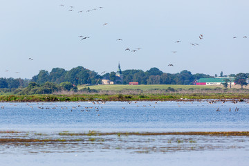 Flock of greylag geese flying over the lake in the countryside