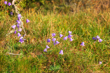 Blooming bellflowers in a meadow