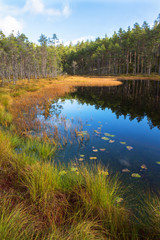 Forest lake with grass in autumn colors at the beach