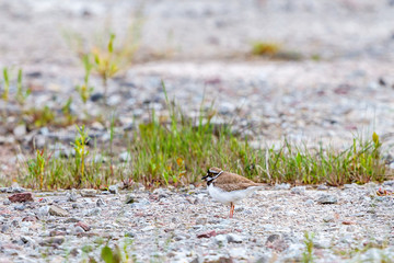 Little ringed plover standing on the ground and watching