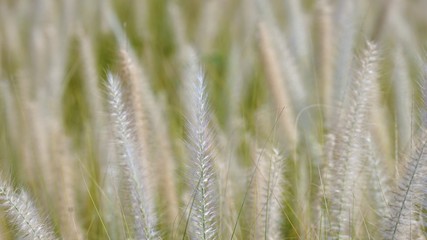 ears of grass in the field