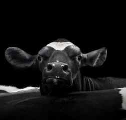 A close up photo of a cow in front of black background
