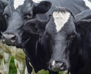 A close up photo of two black and white cows 