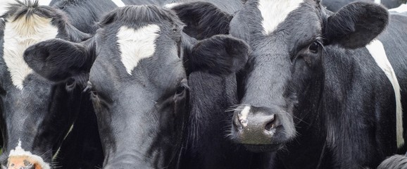 A close up photo of two black and white cows 