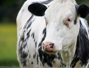 A close up photo of a black and white cow 