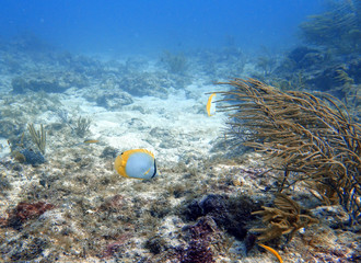 Fototapeta na wymiar Spotfin Butterflyfish swimming in the ocean.