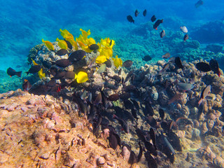 Fototapeta na wymiar School of fish feeding off a reef.