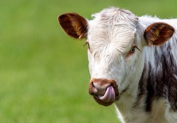 A close up photo of a Longhorn Cow 