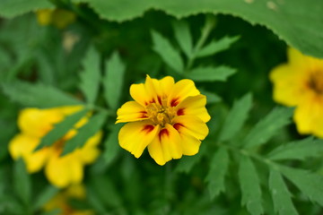 Marigold