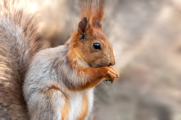 Naklejka na ściany i meble Squirrel eating nut, close up