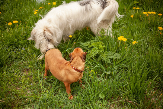 Dogs for a walk. Taksa and bobtail walking on the lawn. Pet care. Day regimen of your dog.