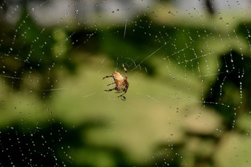 rain drops on the spider web