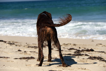 Fototapeta premium Dog Wagging Tail on Beach