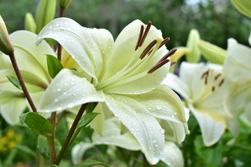 Obraz premium Lily