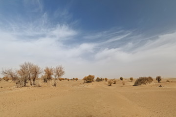 Fototapeta na wymiar Desert poplar-Populus euphratica trees and tamarisk-nitre shrubs. Taklamakan Desert-Xinjiang-China-0328