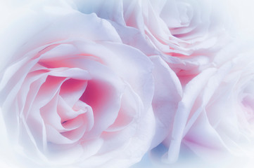 romantic beautiful white pink roses like flower art 