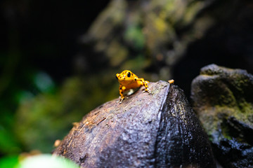 Red striped poison dart frog , ranitomeya amazonica. A poisonous small rainforest animal living in the Amazon rain forest in Peru.