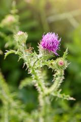 Cirsium vulgare, Spear thistle, Bull thistle, Common thistle, short lived thistle plant with spine tipped winged stems and leaves, pink purple flower heads