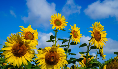 노란 해바라기꽃과 파란 하늘