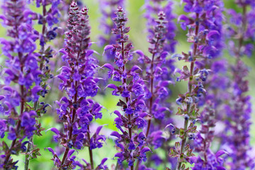 Obraz premium Sage is a genus from the lip flower family
