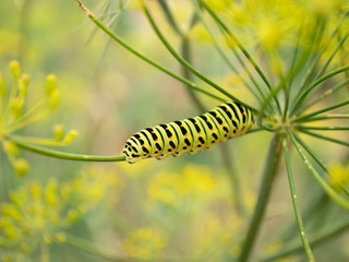 Green beautiful caterpillar. Dill. Macro.