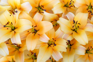 Floral background. Gentle yellow pale and bright lily flowers. A concept of texture for wallpapers, decorating, calendars, notebooks.