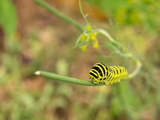 Green caterpillar crawling. Dill. Macro.