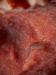 Underwater close-up photography of a porcelain crab in sponge.